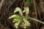 Bearded milkvetch